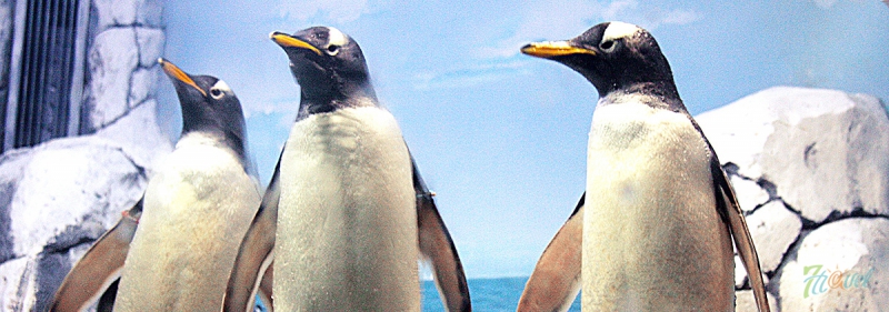 пингвинарий.jpg