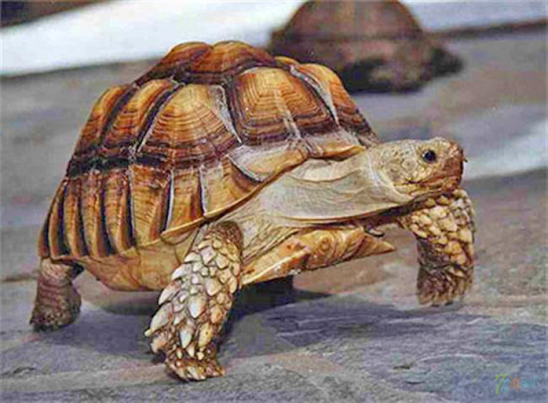 черепаха.jpg